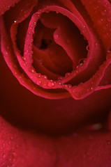 Image showing Macro Red Rose Blossom