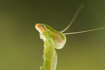 Image showing Praying Mantis