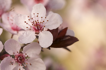 Image showing Early Spring Pink Tree Blossoms