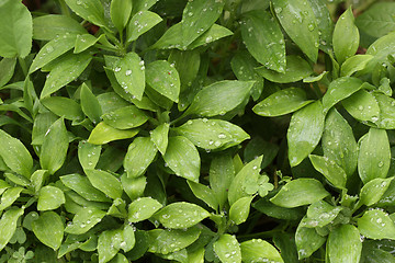 Image showing Abstract Green Foliage