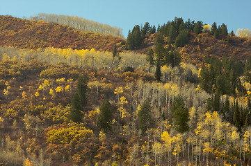 Image showing Colorful Aspen Pines