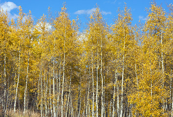 Image showing Colorful Aspen Pines