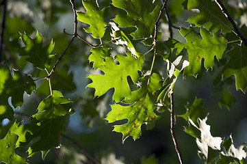 Image showing Backlit Oak Leaves