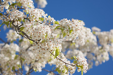 Image showing Spring Flowering Tree Blossom