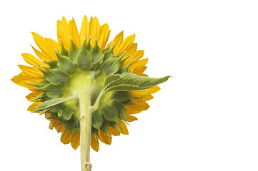 Image showing Back Side View of Large Sunflower