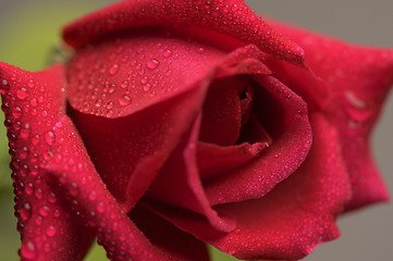 Image showing Macro Red Rose Blossom