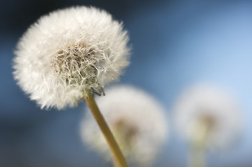 Image showing Row of Dandelions