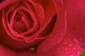 Image showing Macro Red Rose Blossom