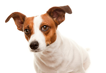 Image showing Portait of an Adorable Jack Russell Terrier