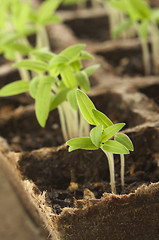 Image showing Sprouting Plants