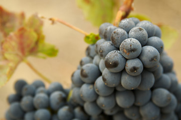 Image showing Grapes & Vines