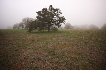 Image showing Foggy Countryside and Oak Trees