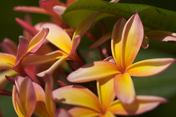 Image showing Wild Plumeria Flower