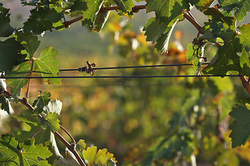 Image showing Grapes & Vines