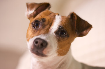 Image showing Jack Russell Terrier Portrait