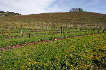 Image showing Vineyard Hillside and Trees