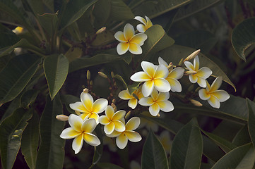 Image showing Yellow Plumeria Flowers