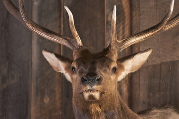 Image showing Mounted Stag Head on Cabin Wall