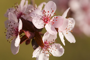 Image showing Early Spring Pink Tree Blossoms