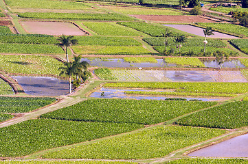 Image showing Hanalei Valley and Taro Fields