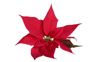 Image showing Red Poinsettia