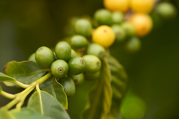 Image showing Coffee Beans on the Branch