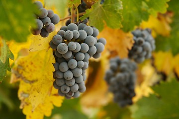 Image showing Grapes & Vines