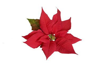 Image showing Red Poinsettia