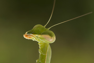 Image showing Praying Mantis