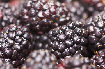 Image showing Macro Blackberries with Water Drops