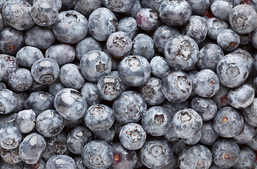 Image showing Bunch of Blueberries