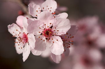 Image showing Early Spring Pink Tree Blossoms