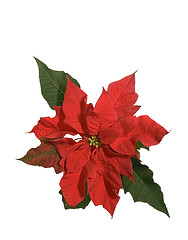 Image showing Red Poinsettia