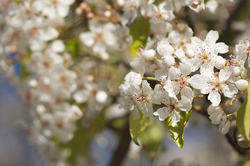 Image showing Spring Flowering Tree Blossom