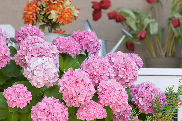 Image showing Beautiful Hydrangea Blossoms