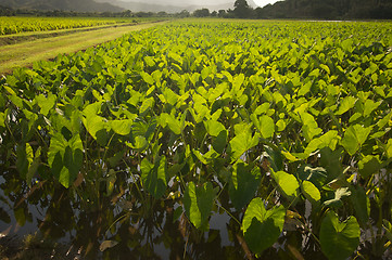 Image showing Hanalei Valley and Taro Fields