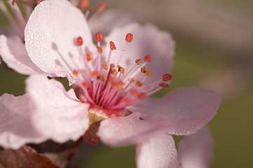 Image showing Early Spring Pink Tree Blossoms