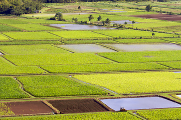 Image showing Hanalei Valley and Taro Fields