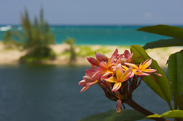 Image showing Wild Plumeria Flower