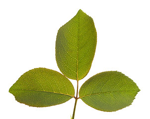 Image showing Leaves Macro Isolated