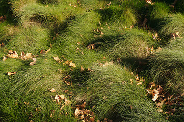 Image showing Wavey Lush Green Grass