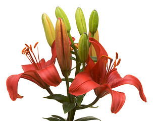 Image showing Beautiful Asiatic Lily Bloom