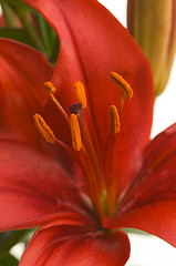 Image showing Beautiful Asiatic Lily Bloom