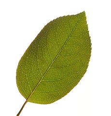 Image showing Leaf Macro Isolated