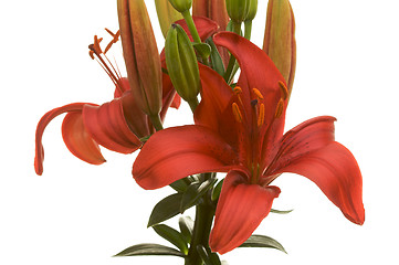 Image showing Beautiful Asiatic Lily Bloom