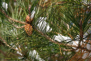 Image showing Snowy Branch with Pine Cones