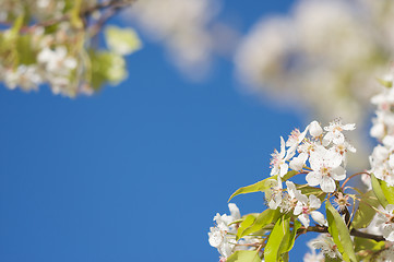 Image showing Spring Flowering Tree Blossom