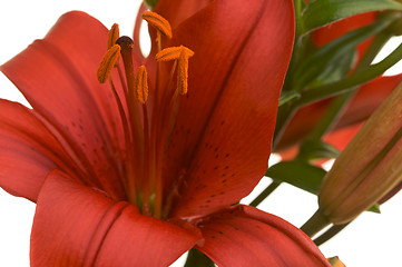 Image showing Beautiful Asiatic Lily Bloom