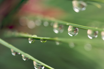 Image showing Water Drops on Pine Needles