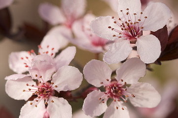 Image showing Early Spring Pink Tree Blossoms